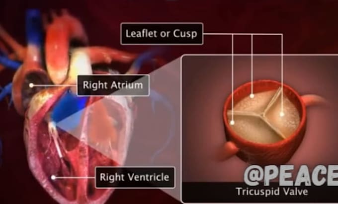 create 3d medical animation and anatomy explainer videos