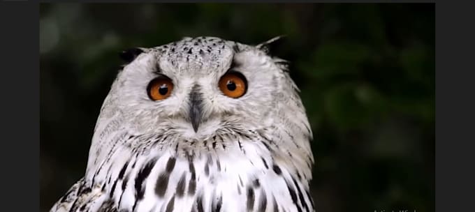 create realistic 3d animal animation, 3d xgen zbrush model, 3d model