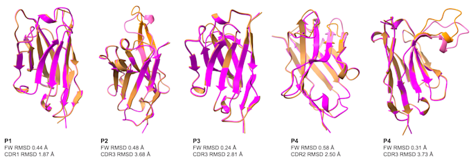 design proteins, predict structures, perform docking and MD simulations