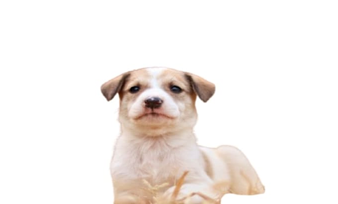 perform image cutout, background removal, and photo editing
