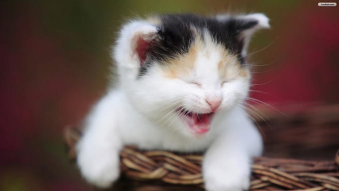 write five original jokes tailored for you