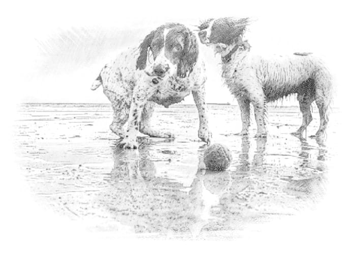 Pencil Sketch Of Your Cute Lovely Furry Animal By Localwebdesign