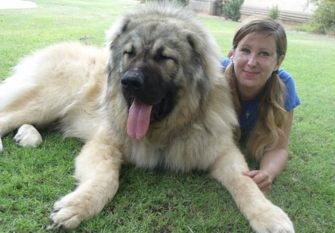 solve any behavioral problem of your dog