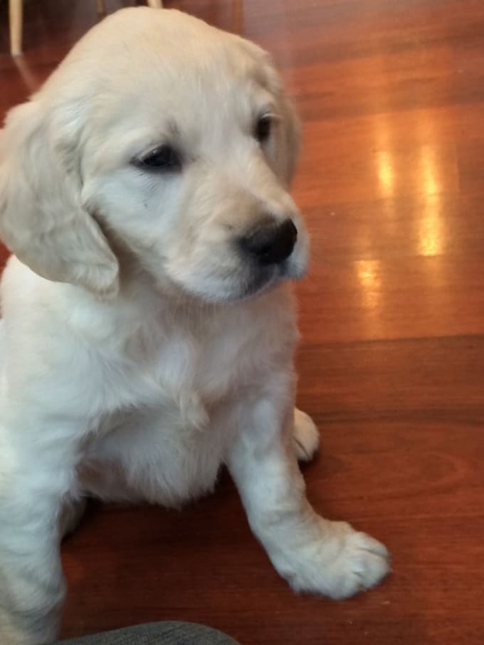 Whisper Your Secret To My Golden Retriever Puppy By Incredibull Fiverr