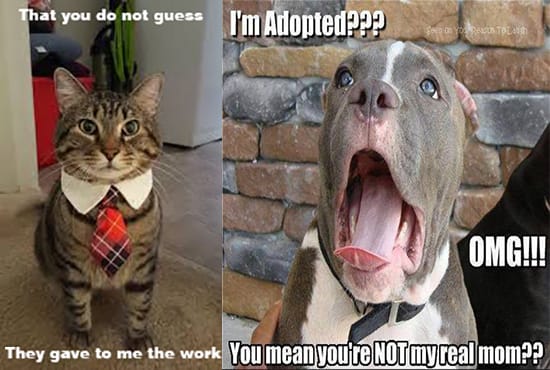 do memes of your pet, on request