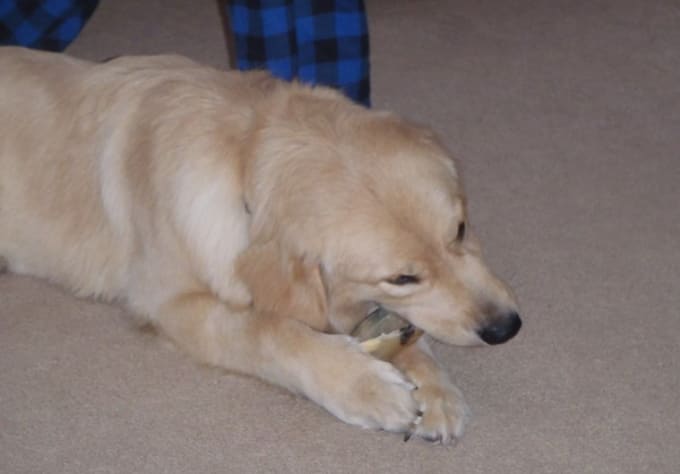 Take Pictures Of My 10 Month Old Golden Retriever Doing Silly Things By Jakeyluvsdazy Fiverr