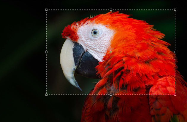 remove background, crop and rezise your picture in 24hour