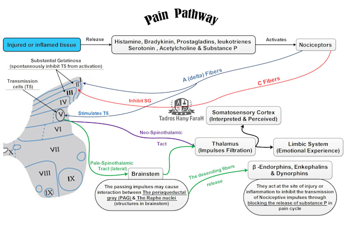 make a summarized memorable mind map or  flowchart