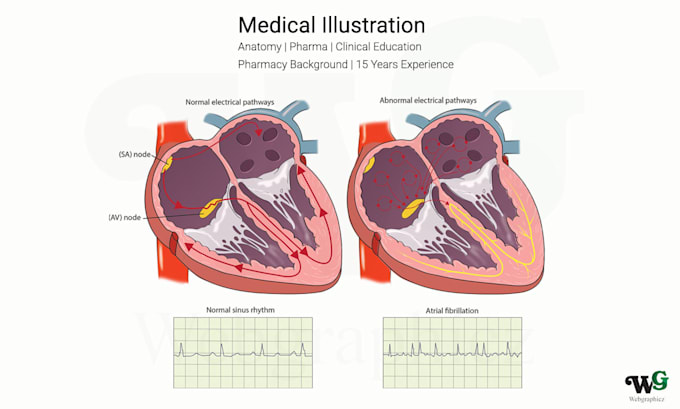 create accurate medical and scientific illustrations