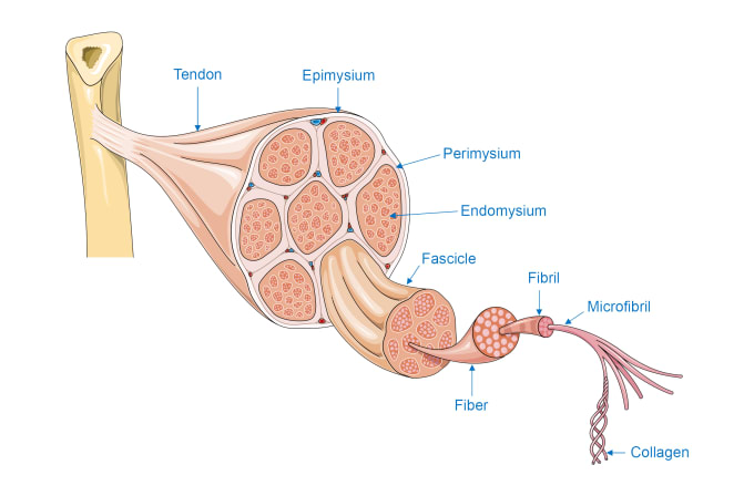 design scientific illustration, scientific figure, graphical abstract