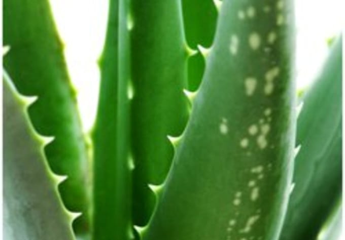 create a natural skin care recipe