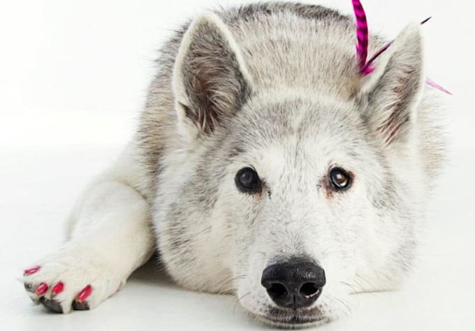 answer ALL your dog questions including training care nutrition etc