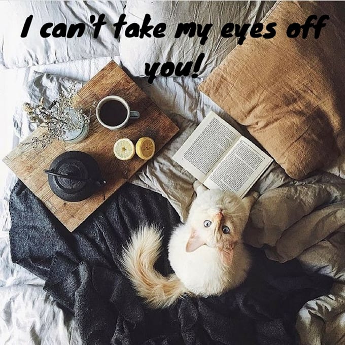 provide you cat photos with quotes or without quotes