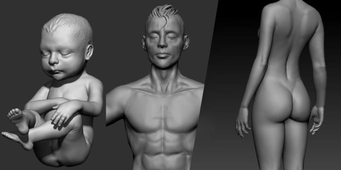 Create An Anatomical 3d Models Of Animals And Human By Claykong