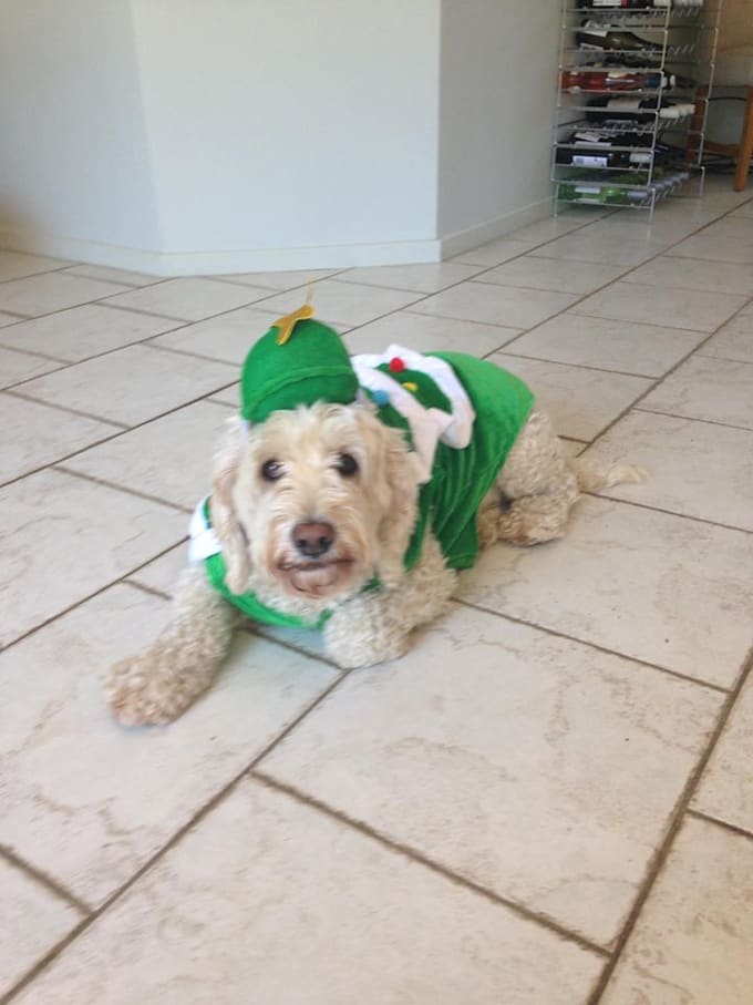 Send you photos of my dog by Lucy1998 Fiverr