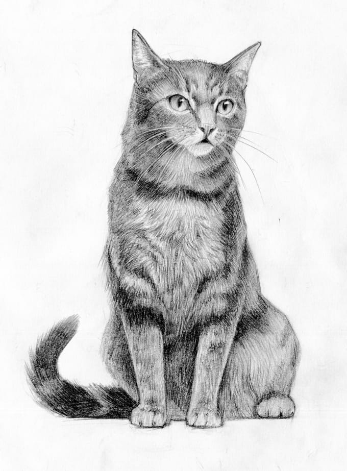Draw a pencil portrait of your pet by Tati_art | Fiverr