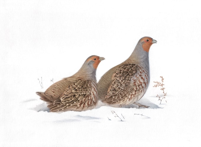 draw a scientific illustration