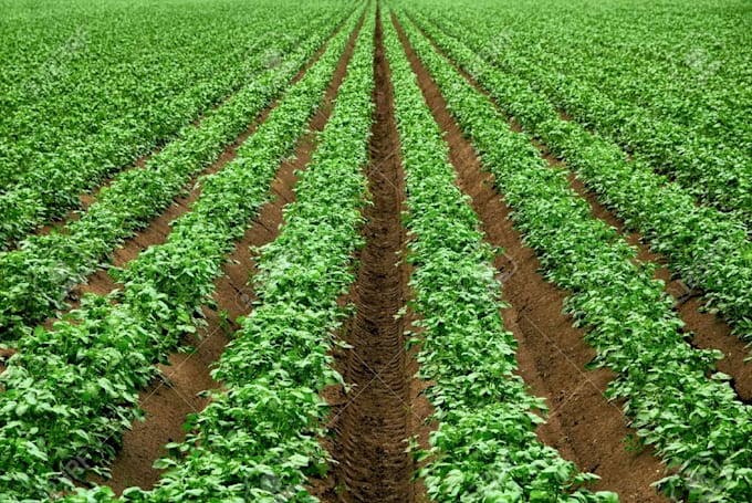 do professional work in biotechnology and plant sciences