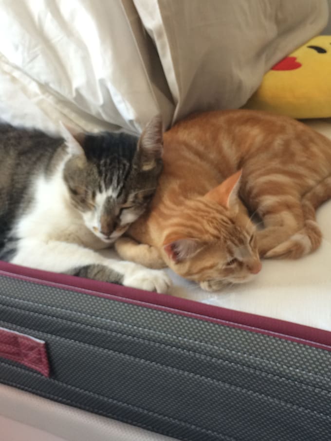 Send You A Video Of My 2 Cats For You To Voice Over By Shallsworth