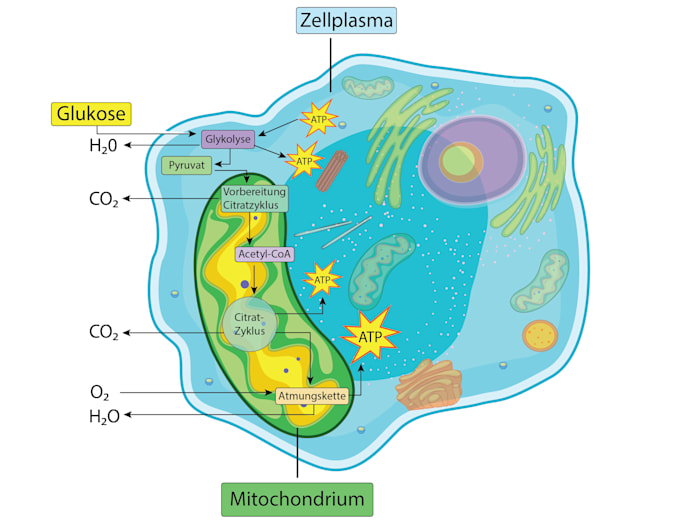 design attractive scientific and medical illustrations
