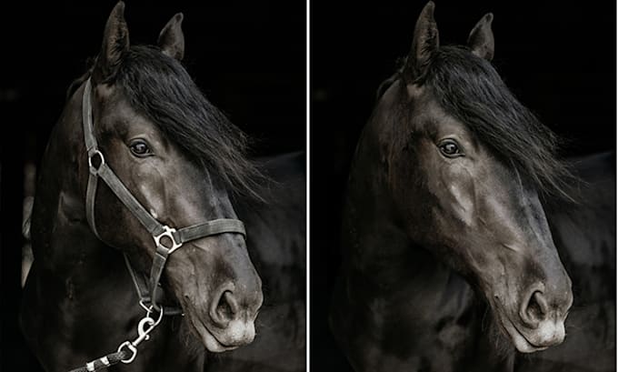 photoshop image editing expert