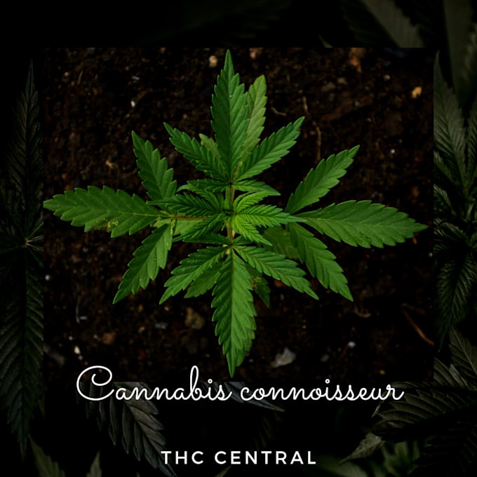 do cannabis content writing and cannabis articles