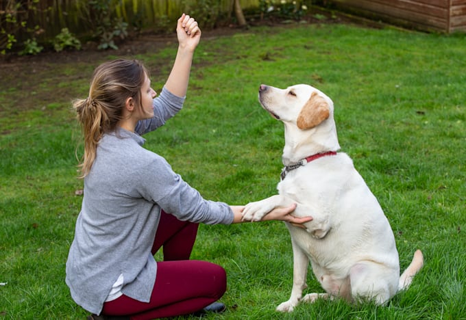 give you expert dog training advice
