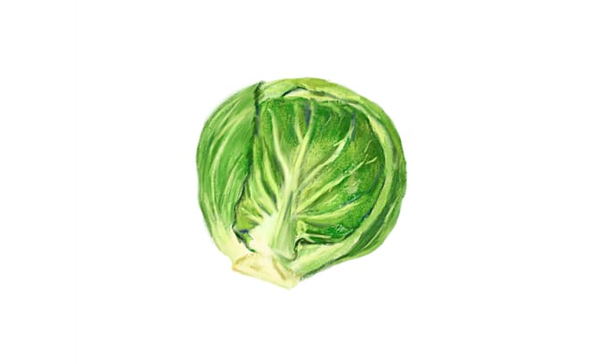draw ingredients illustration for you