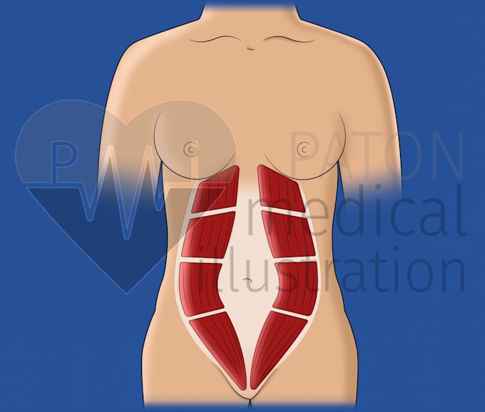 create colored medical and scientific illustrations