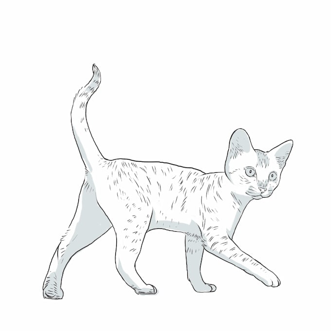 draw any breed of cat