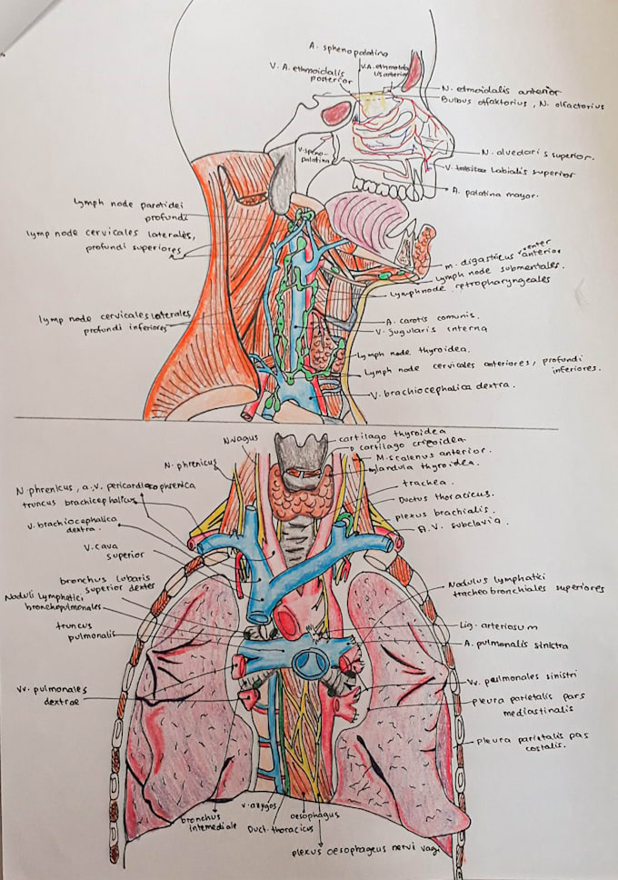 hand drawn human body from your anatomical books perfectly