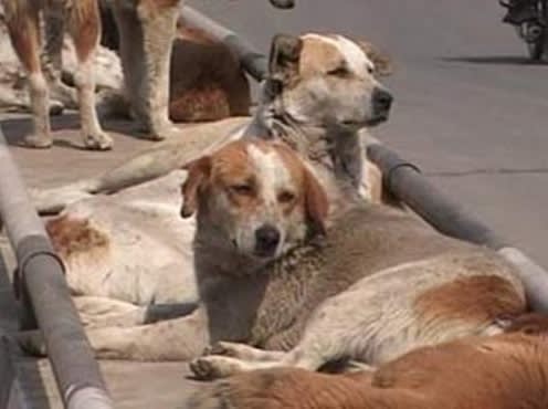 feed stray animals in India