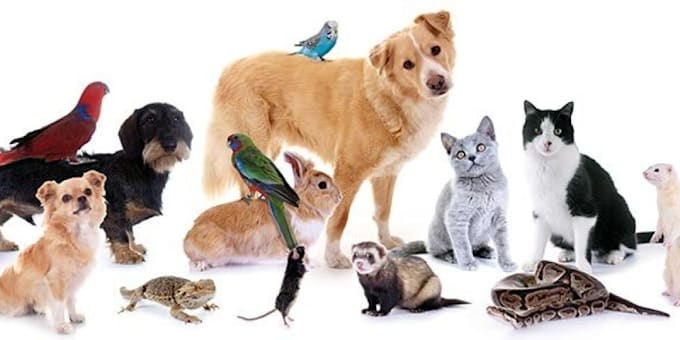 write pet content for blogs and websites