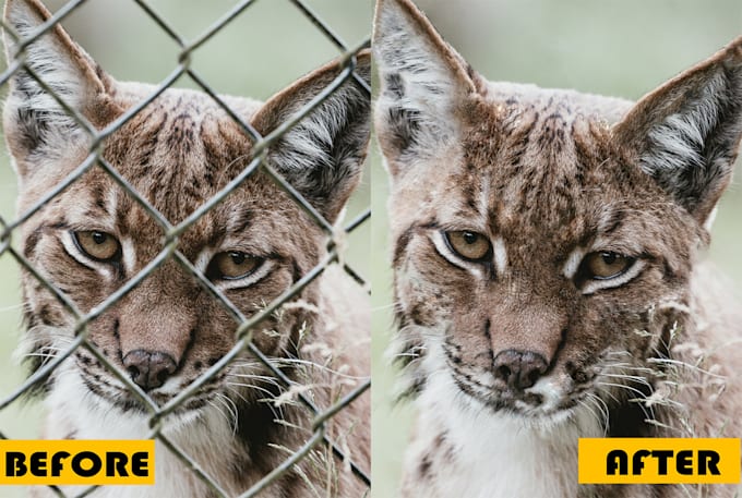 remove fences obstructing on your photo