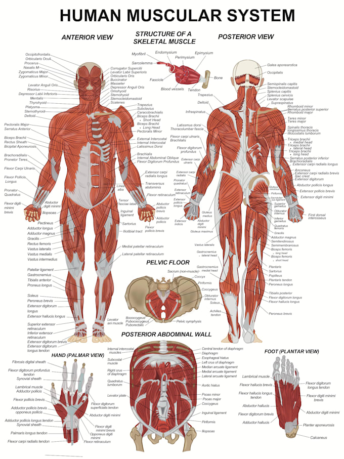 draw digital coloured anatomy and medical illustrations
