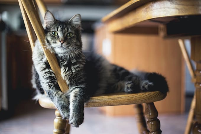 write SEO articles and blogs about cats, dogs, and all pets