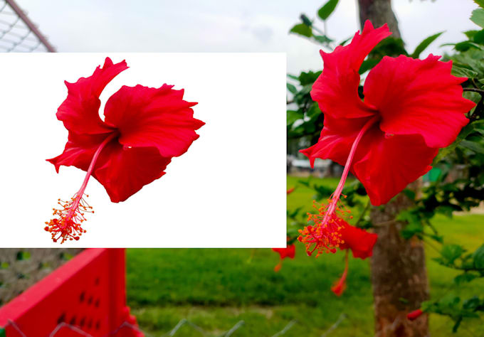 do replacement, colour change and remove background