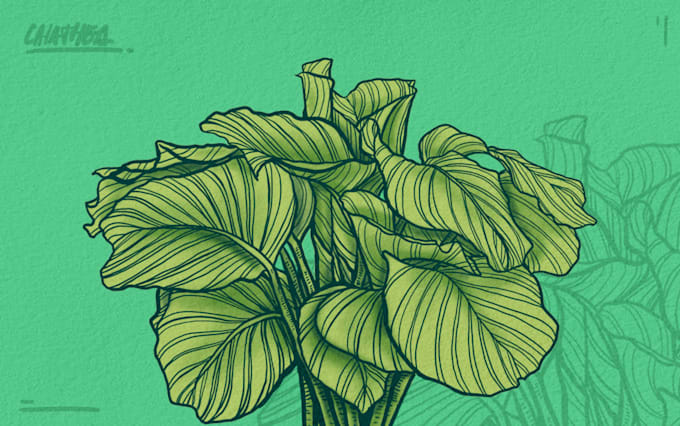 create amazing lineart plants illustration