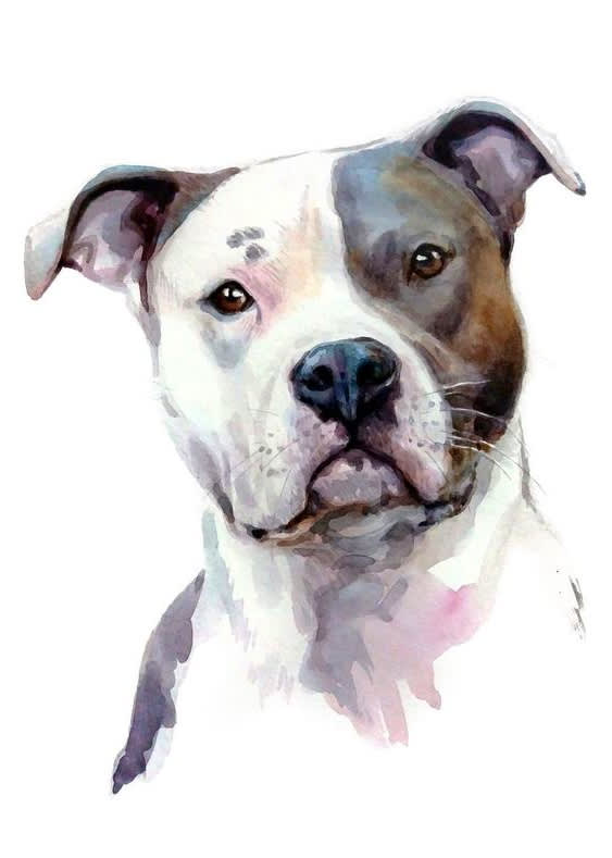 do dog portrait illustration