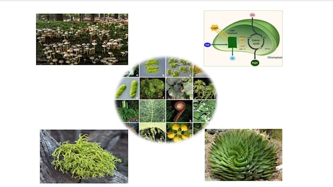 write quality based research articles on mycology botany biology
