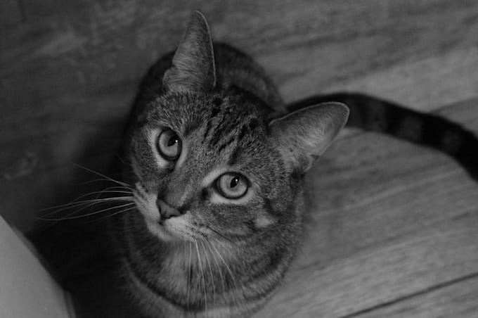 be a cat model for you