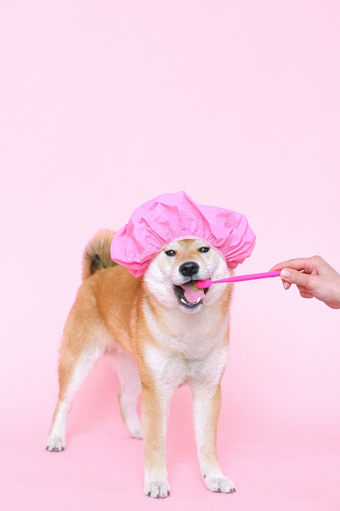 formulate, troubleshoot and optimize professional pet care products formula