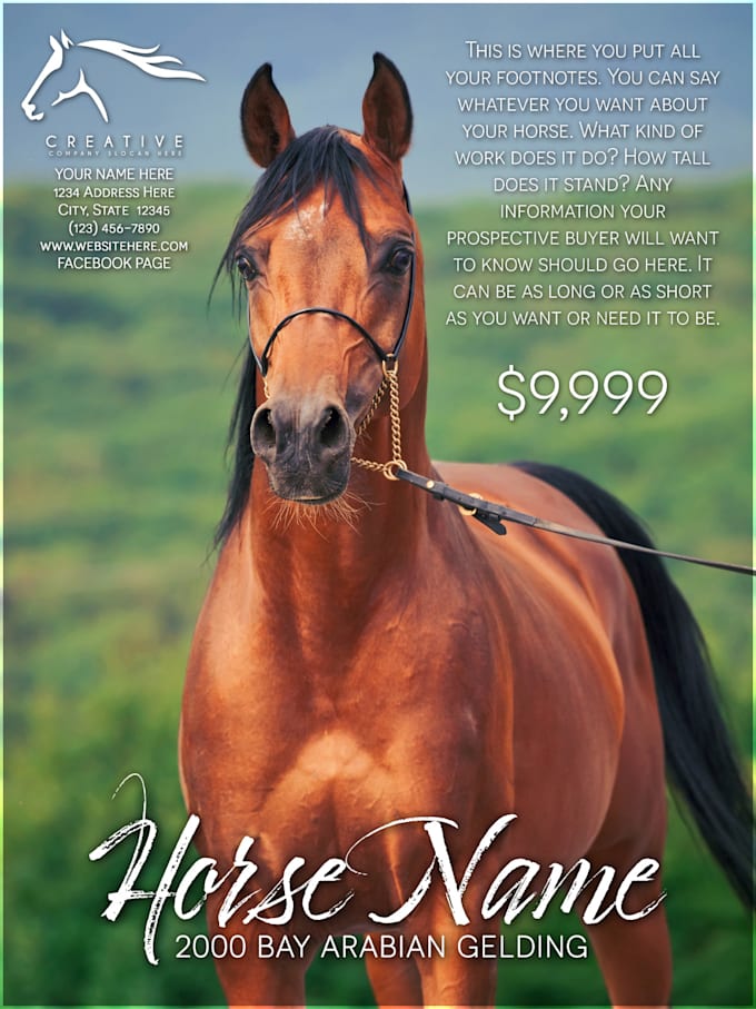 Make a horse sale flyer by Jamieh91 Fiverr