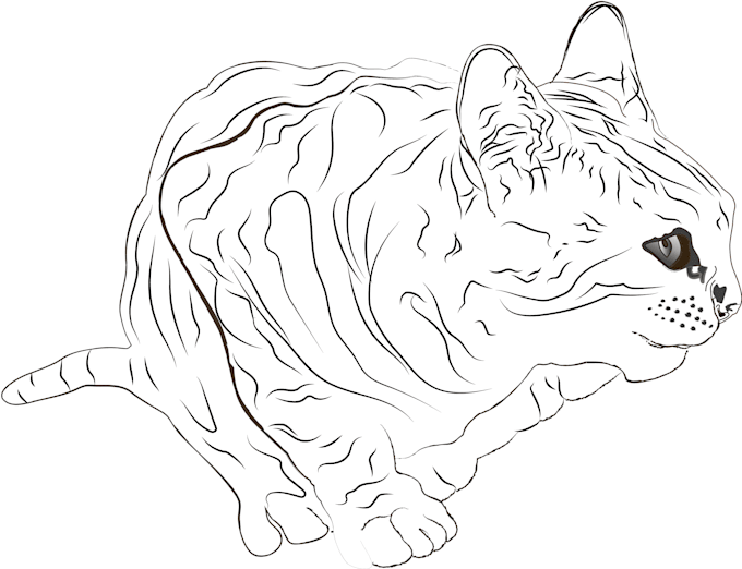 make digital illustrations, animals, plants, humans