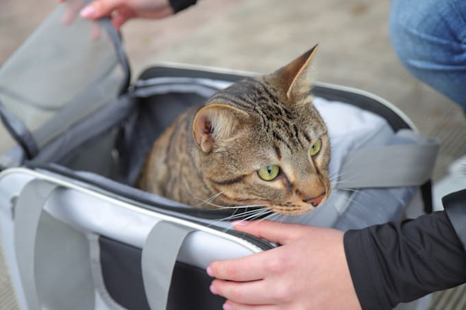 shoot product photos with pet model