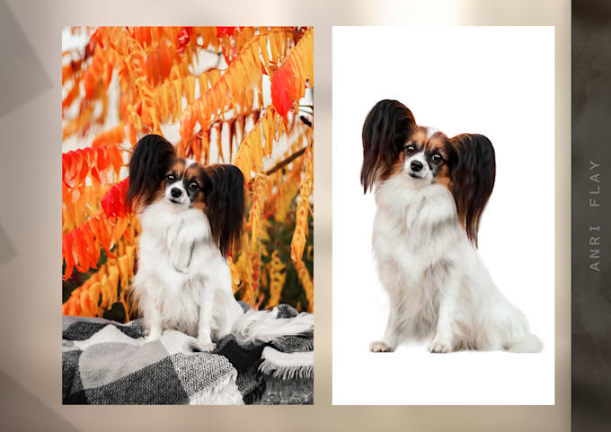 cut out images background removal professionally