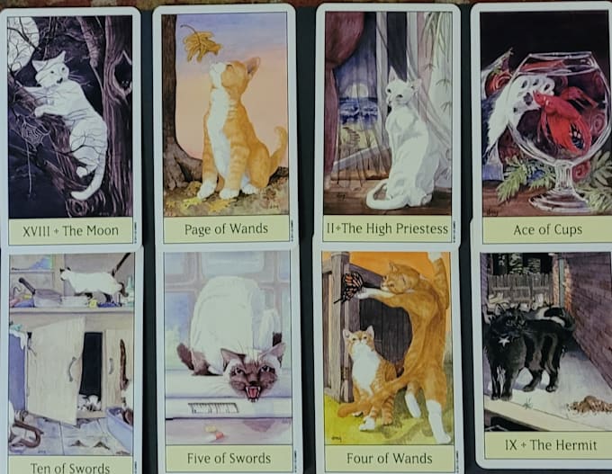 provide feline fortune tarot readings