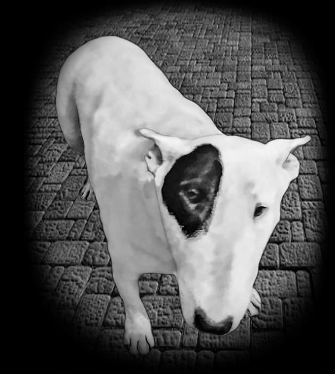 retouch animal photo for engraving