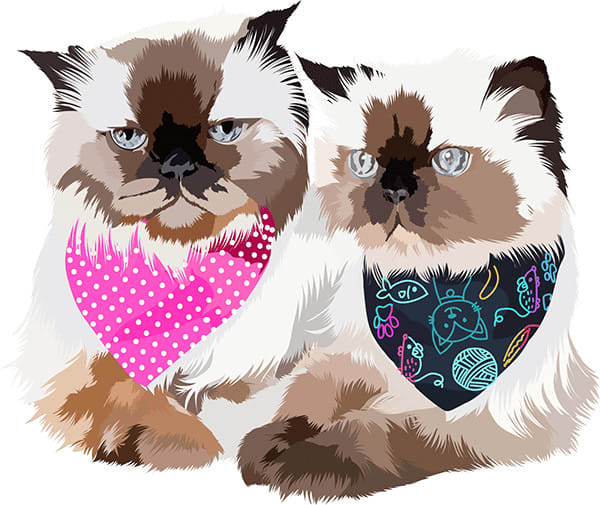 draw your pet in vector art