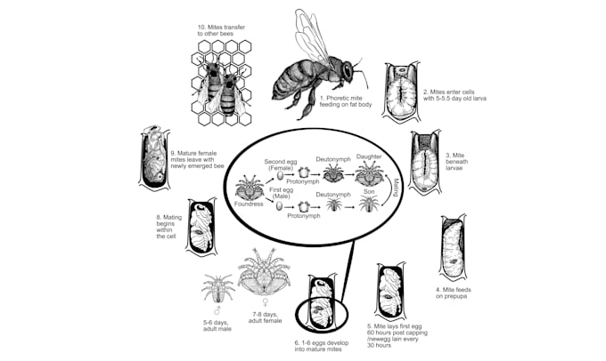 do black and white scientific illustration